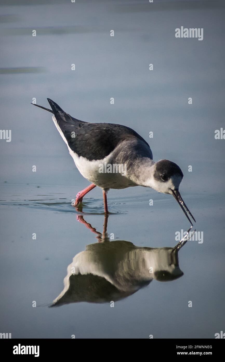 A Blackwinged Stilt giving a clear reflection in the water at Thol