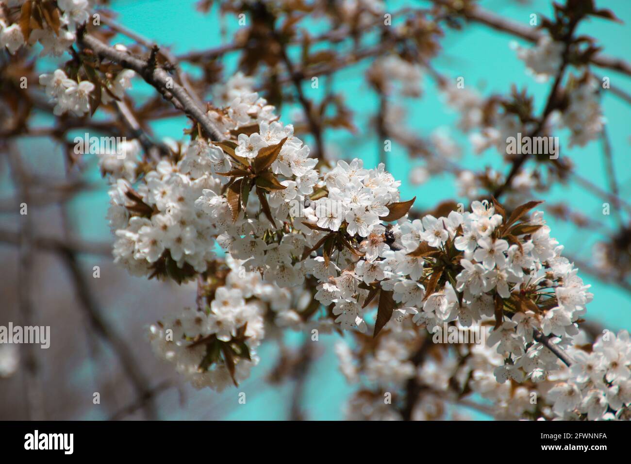 Roma primavera hi-res stock photography and images - Alamy
