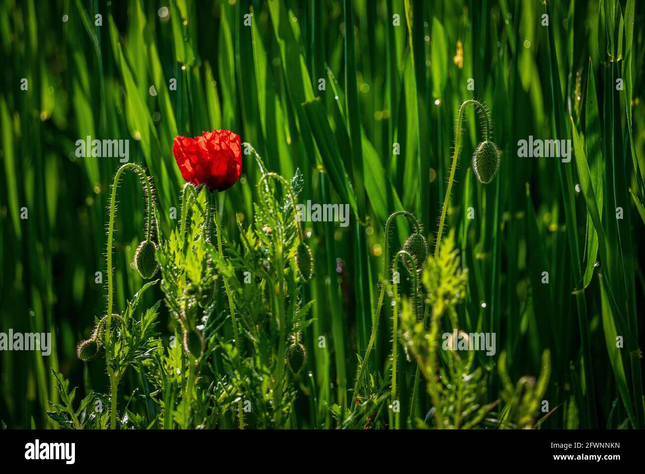 Red poppy in the field Stock Photo - Alamy