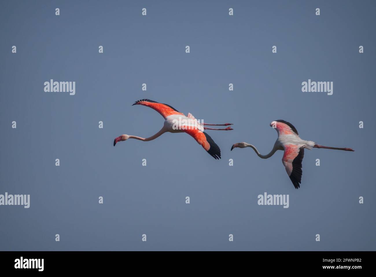 Two greater flamingos flying high in the blue sky at Thol Bird Sanctuary in Gujarat, India Stock Photo