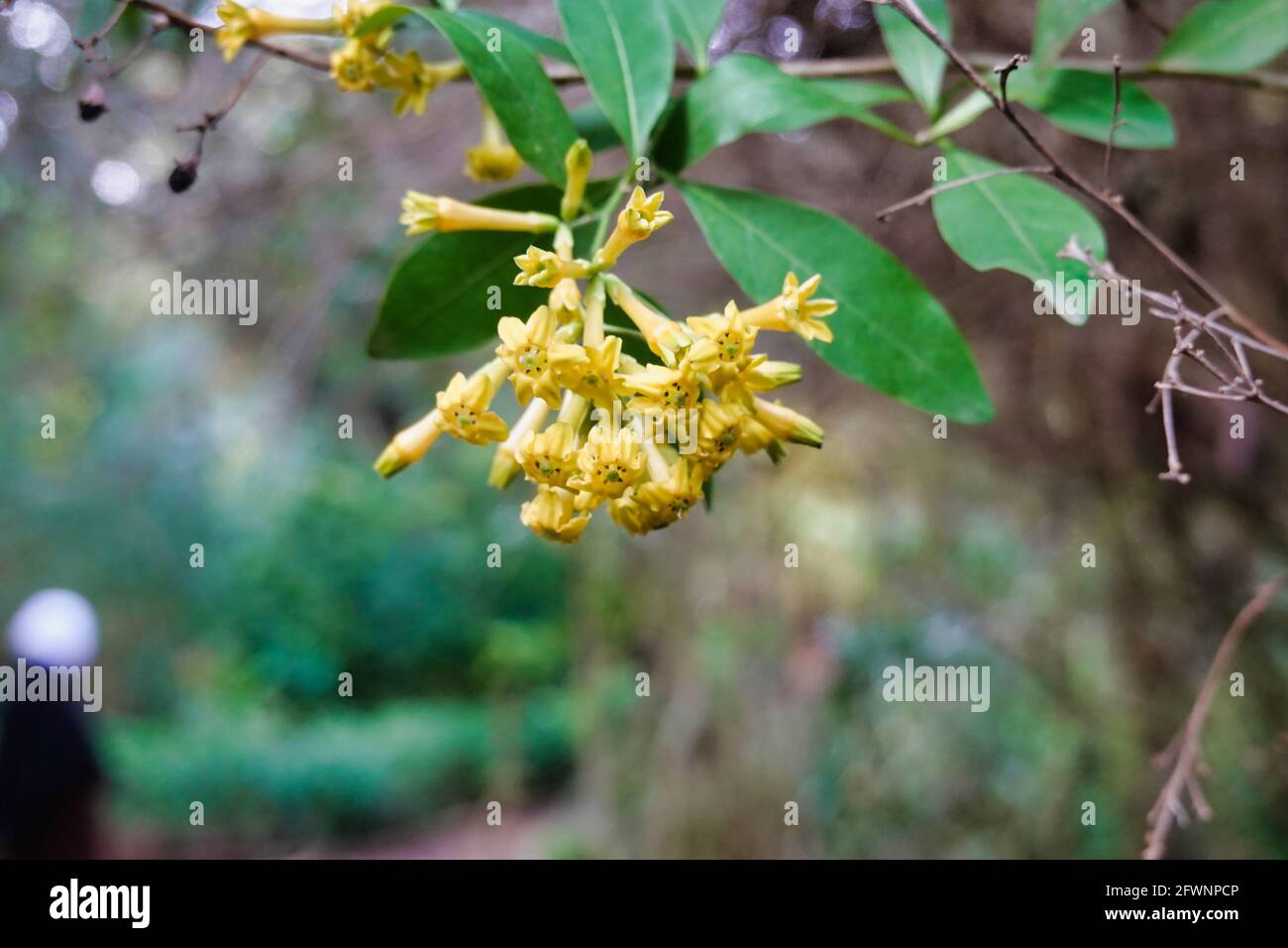Selective focus shot of Chilean jessamine against a bokeh background Stock Photo