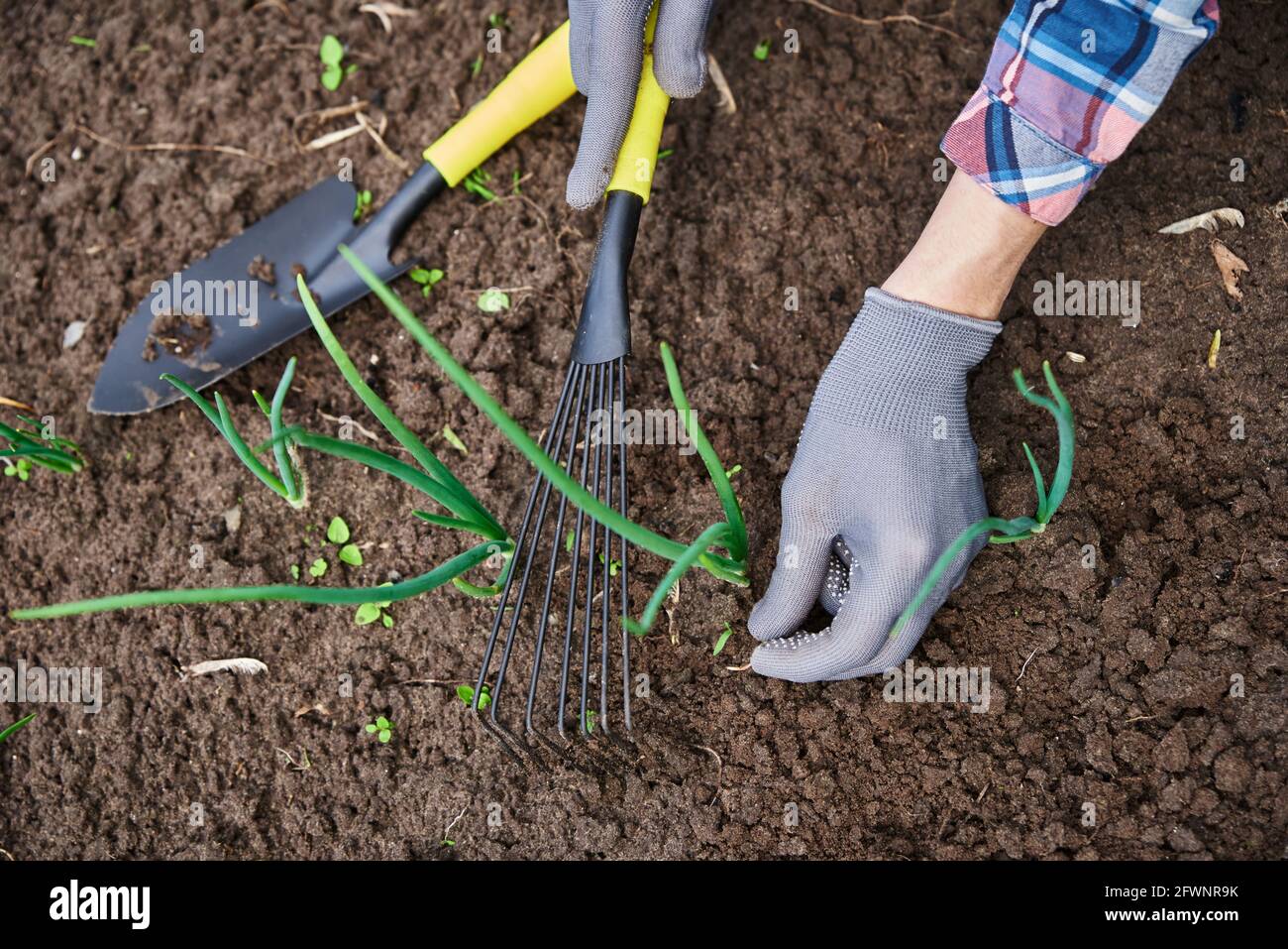 Weeding Onions Gardener in gloves weeding onion in backyard garden with rake. Garden ...