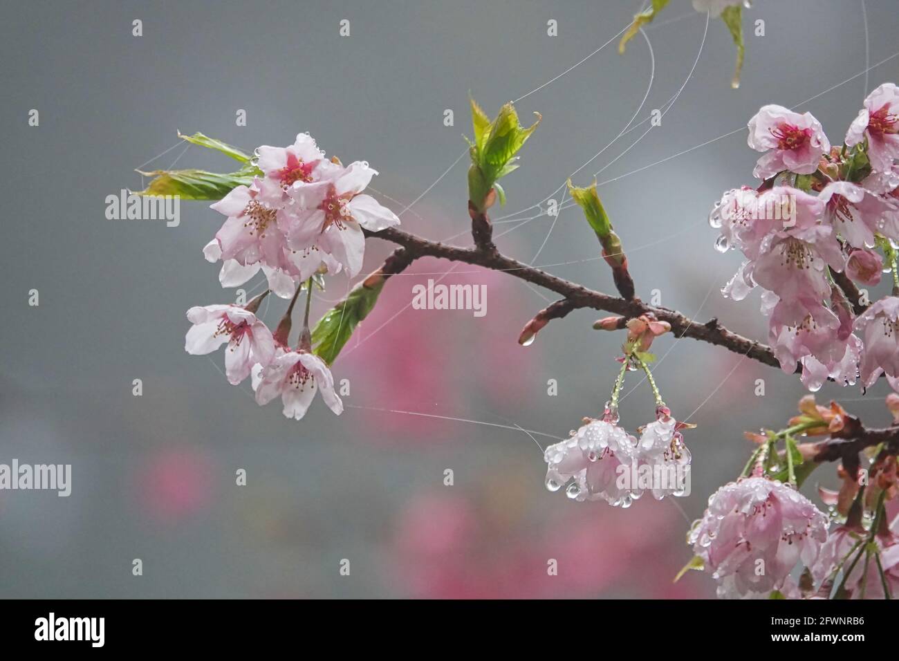 Cherry Blossom Rain