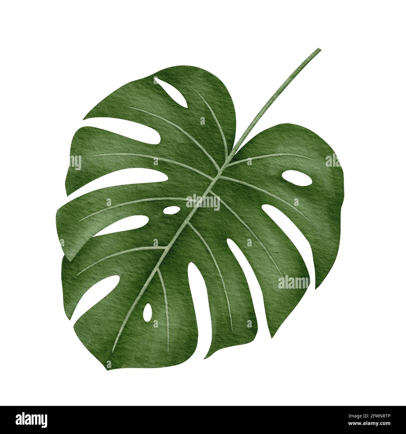 Watercolor monstera deliciosa tropical leaf Stock Photo - Alamy