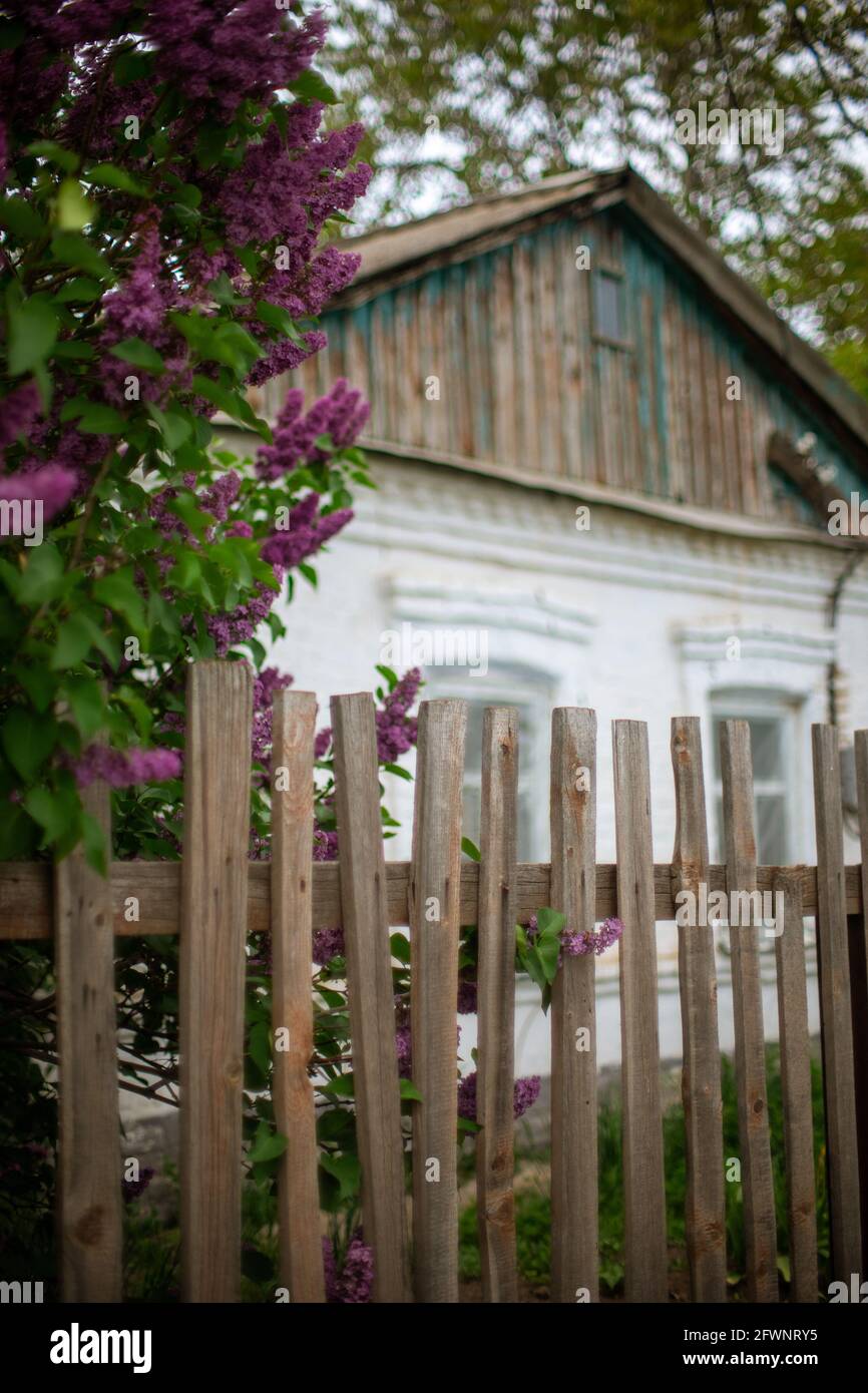 Lilac bush behind an old picket fence. Rural house in blurred background in spring. Stock Photo
