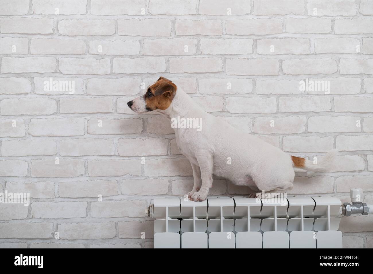 Dog Jack Russell Terrier sits on a heating radiator on a brick wall