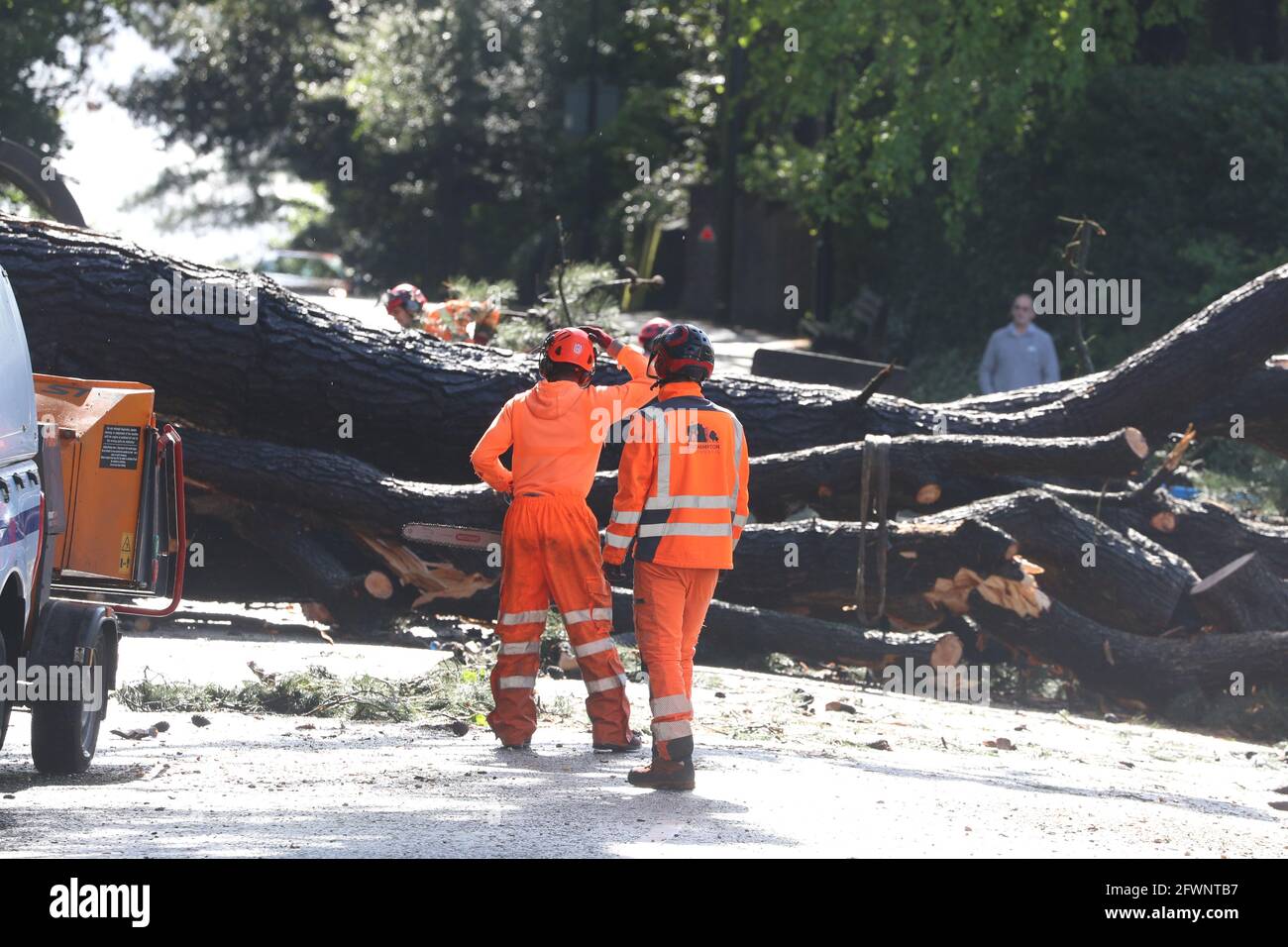 Uk Weather Southampton, Hampshire, UK. 24th May 2021. Fallen Oak tree blocking the road and damaging a property wall in Cobden Avenue at the junction with Midanbury Lane, Bitterne Park, Southampton following a night of strong winds and heavy rain. Credit Stuart Martin/Alamy Live News Stock Photo