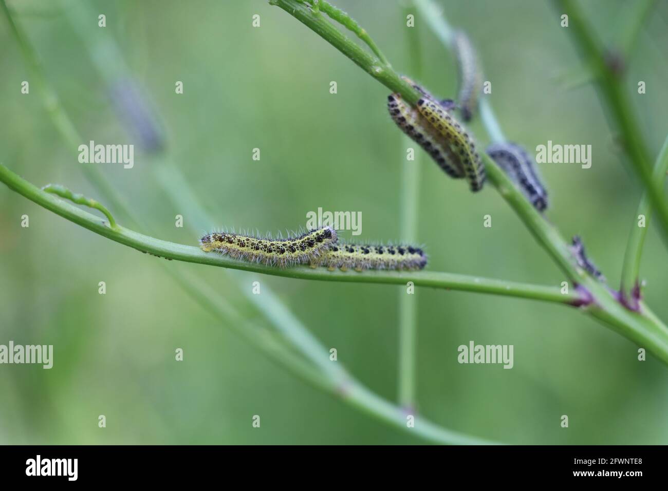 group of caterpillars of the large white butterfly Stock Photo