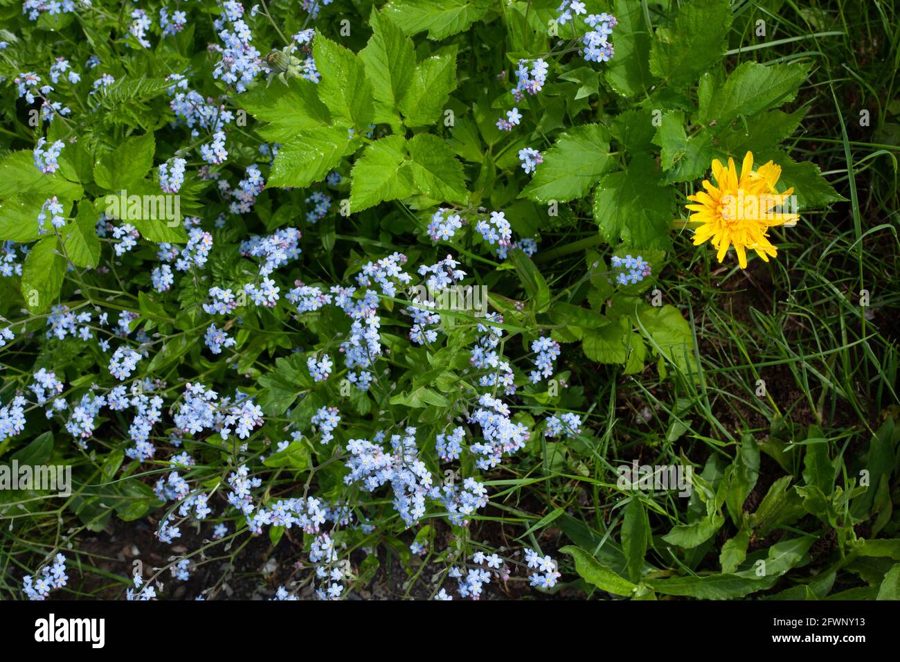 a yellow dandelion and small blue flowers are surrounded by green grasses Stock Photo