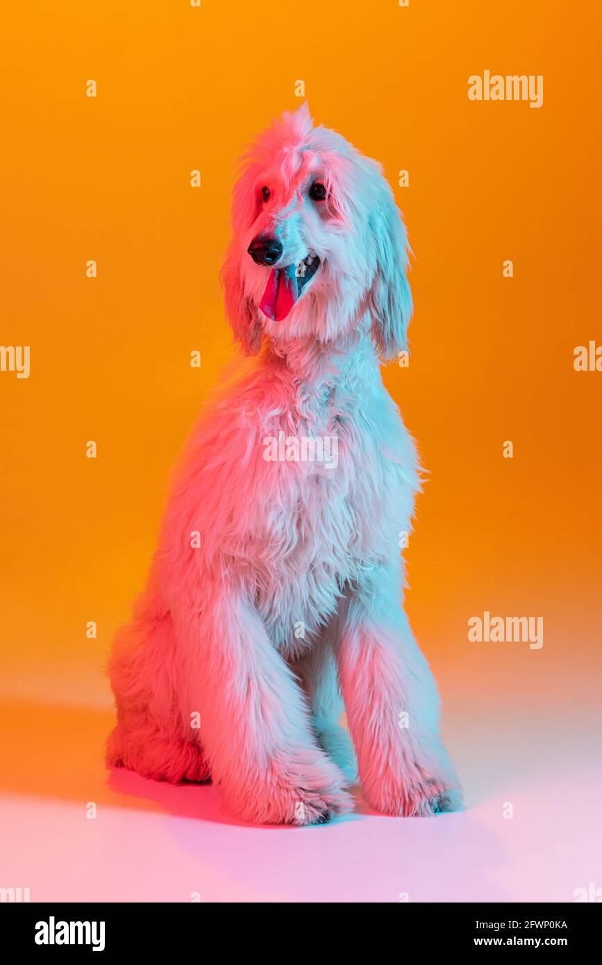 Afghan Dog Funny High Resolution Stock Photography And Images Alamy