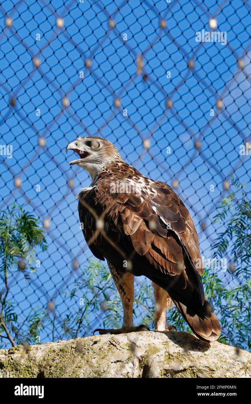 Eagle shouting hi-res stock photography and images - Alamy