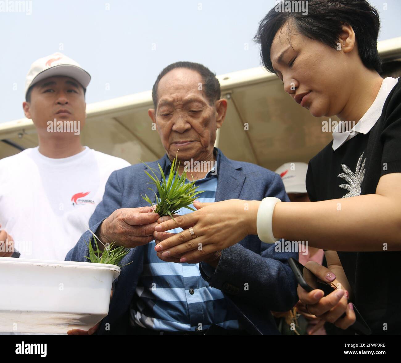 May 24, 2021, Qingdao, Qingdao, China: On May 28, 2018, Academician Yuan Longping selected seedlings in Qingdao. On May 28, 2018, Yuan Longping's sea rice team launched the ''Chinese Pioneer Plan'' in Qingdao. The five major types of saline-alkali land in my country and the six areas of secondary saline-alkali and degraded arable land in Nanniwan, Yan'an, were used for rice transplanting at the same time. Establish a demonstration base for rice cultivation improvement experiments, carry out planting experiments in the approved areas of saline-alkali-tolerant rice varieties, and demonstrate ind Stock Photo