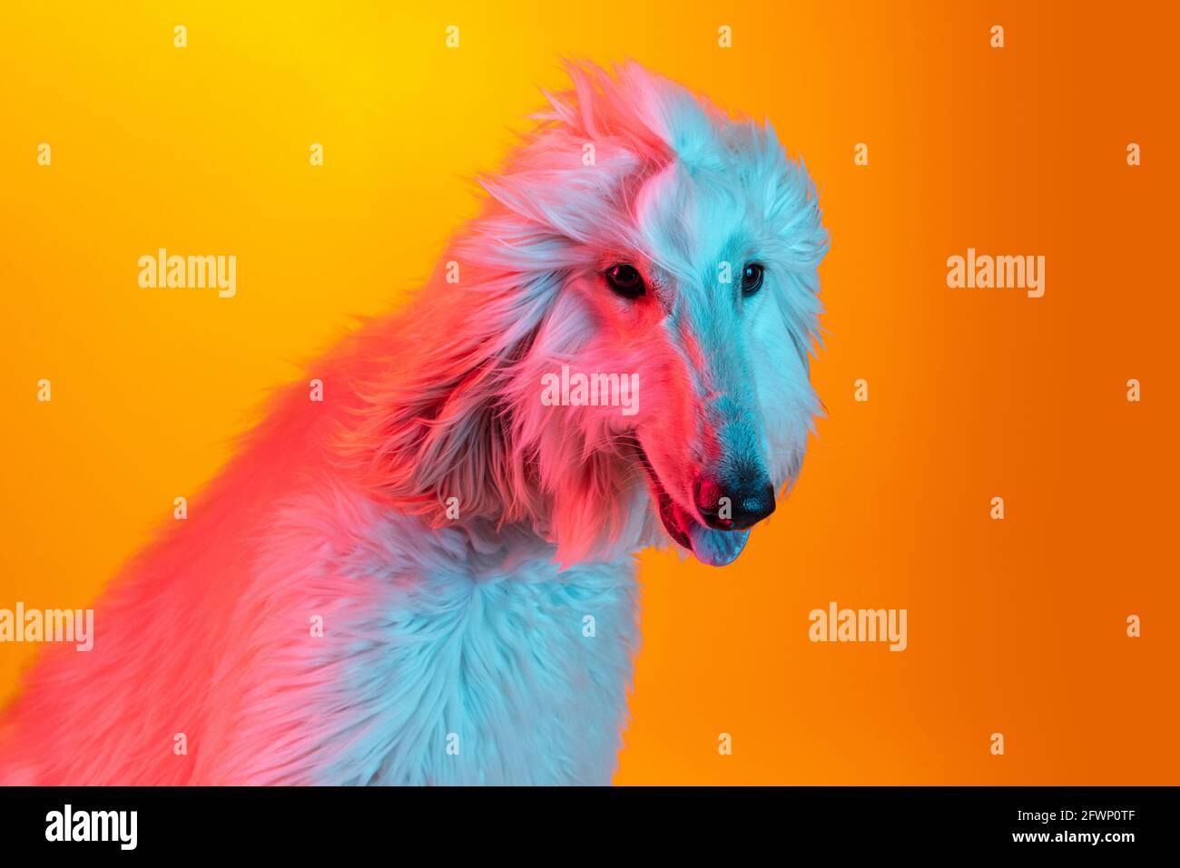 Close-up big beautiful Afghan dog posing isolated on yellow background in neon light. Stock Photo