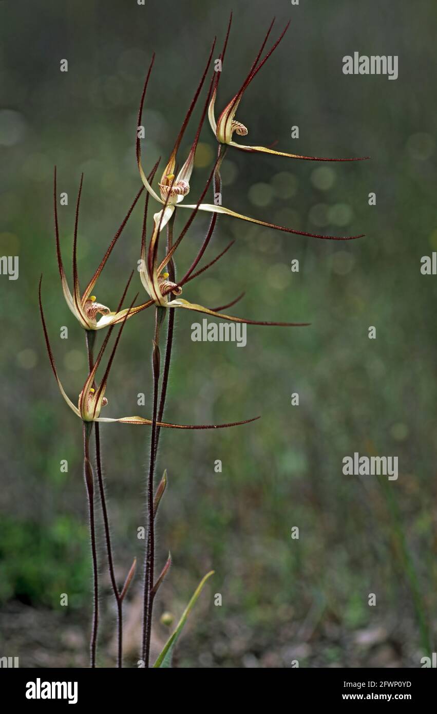 Common Spider Orchid Caladenia polychroma Stirling Range National Park Western Australia PL000685 Stock Photo