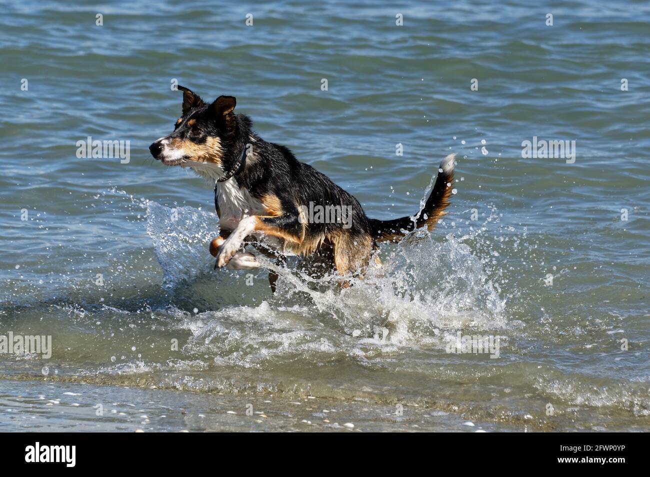 A dog leaps into action after a stick that has been thrown Stock Photo