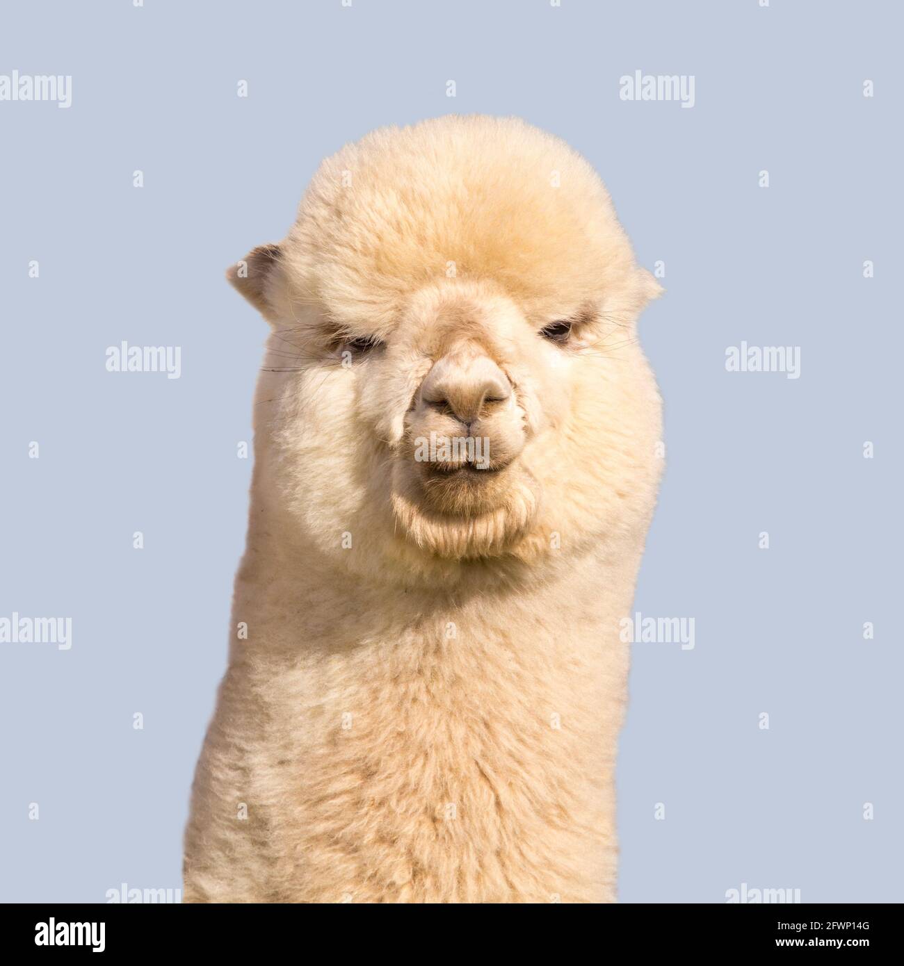 Funny white alpaca on blue background Stock Photo