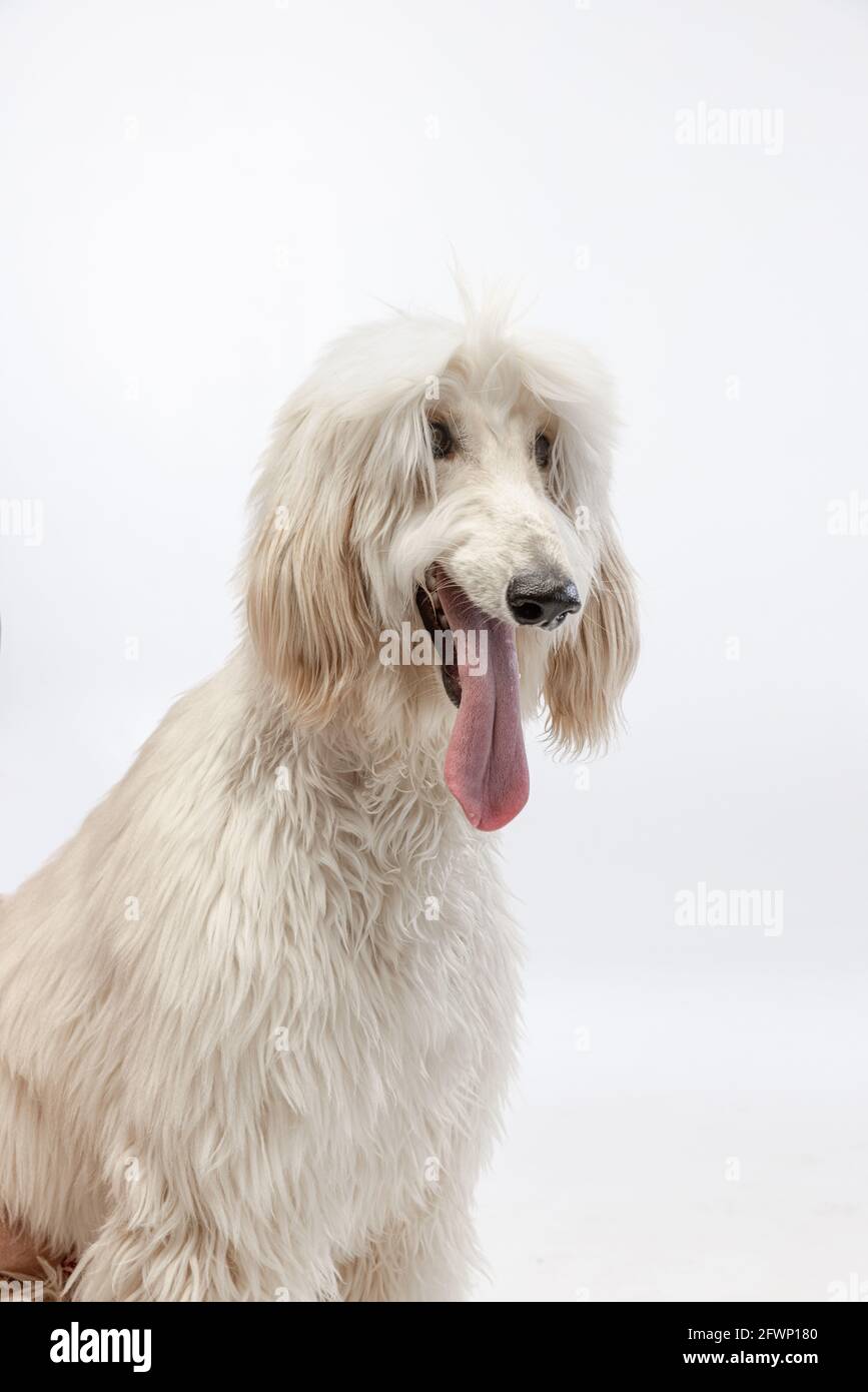Portrait of big Afghan, purebred dog posing isolated on white studio background. Stock Photo