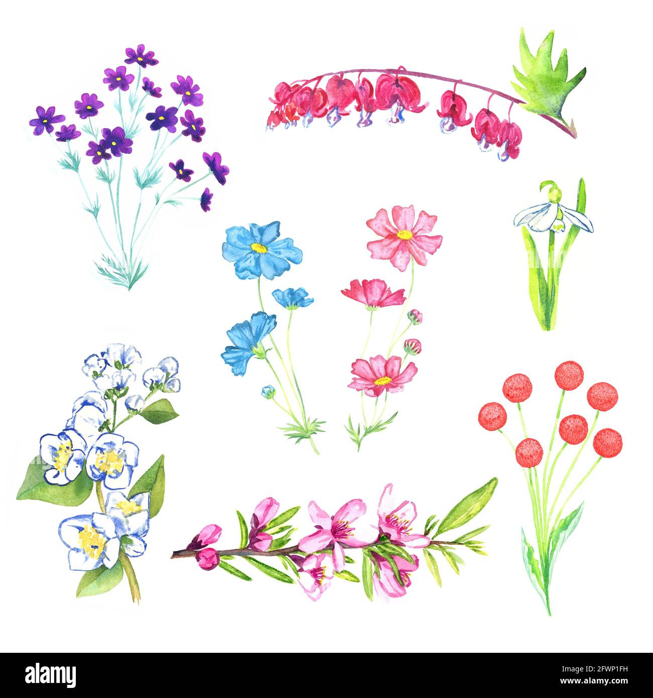 Spring flowers collection isolated on white hand painted watercolor ...