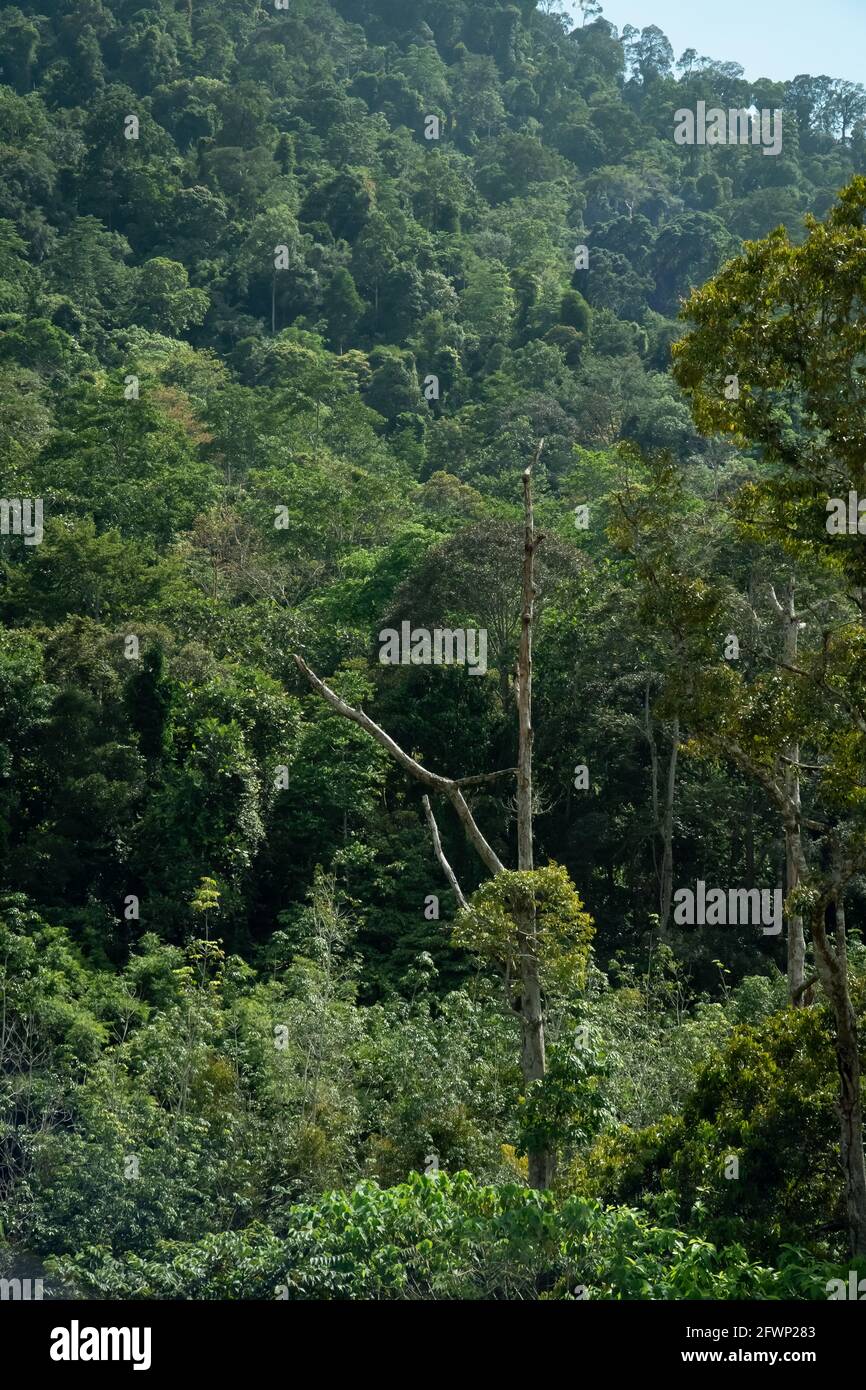 Beautiful nature of tropical tree in rainforest mountain, Malaysia Stock Photo Alamy