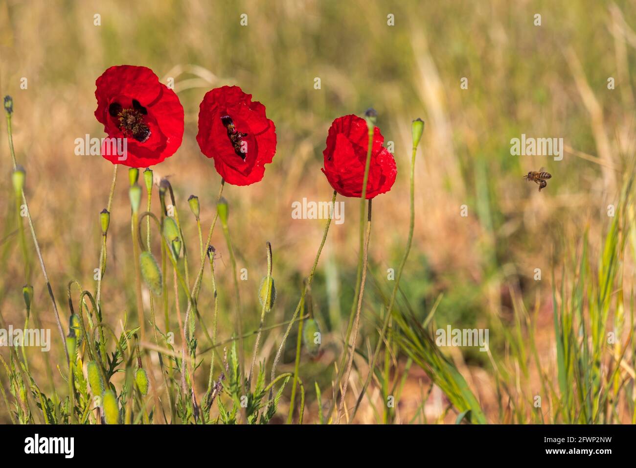 Poppy and ears of ripe wheat hi-res stock photography and images - Alamy