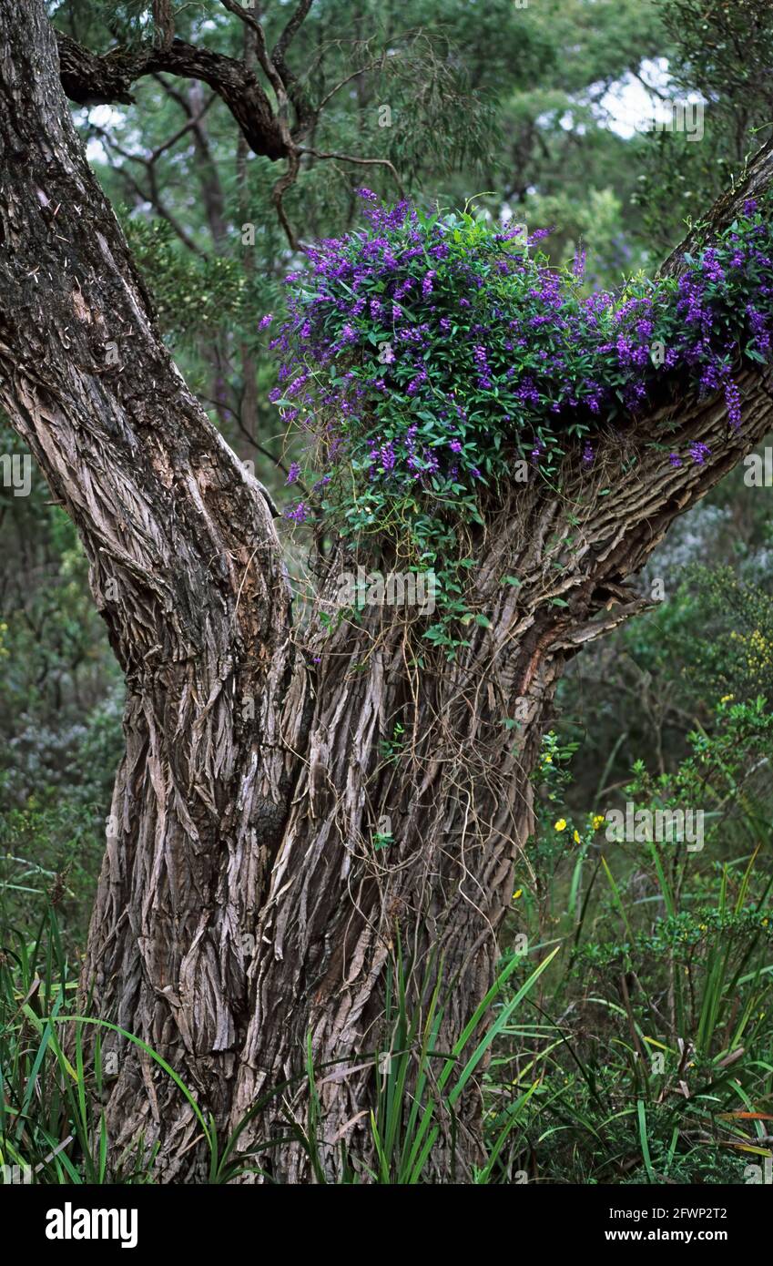 Wild Wisteria Hardenbergia componiana Leeuwin Naturaliste National Park Western Australia PL001044 Stock Photo