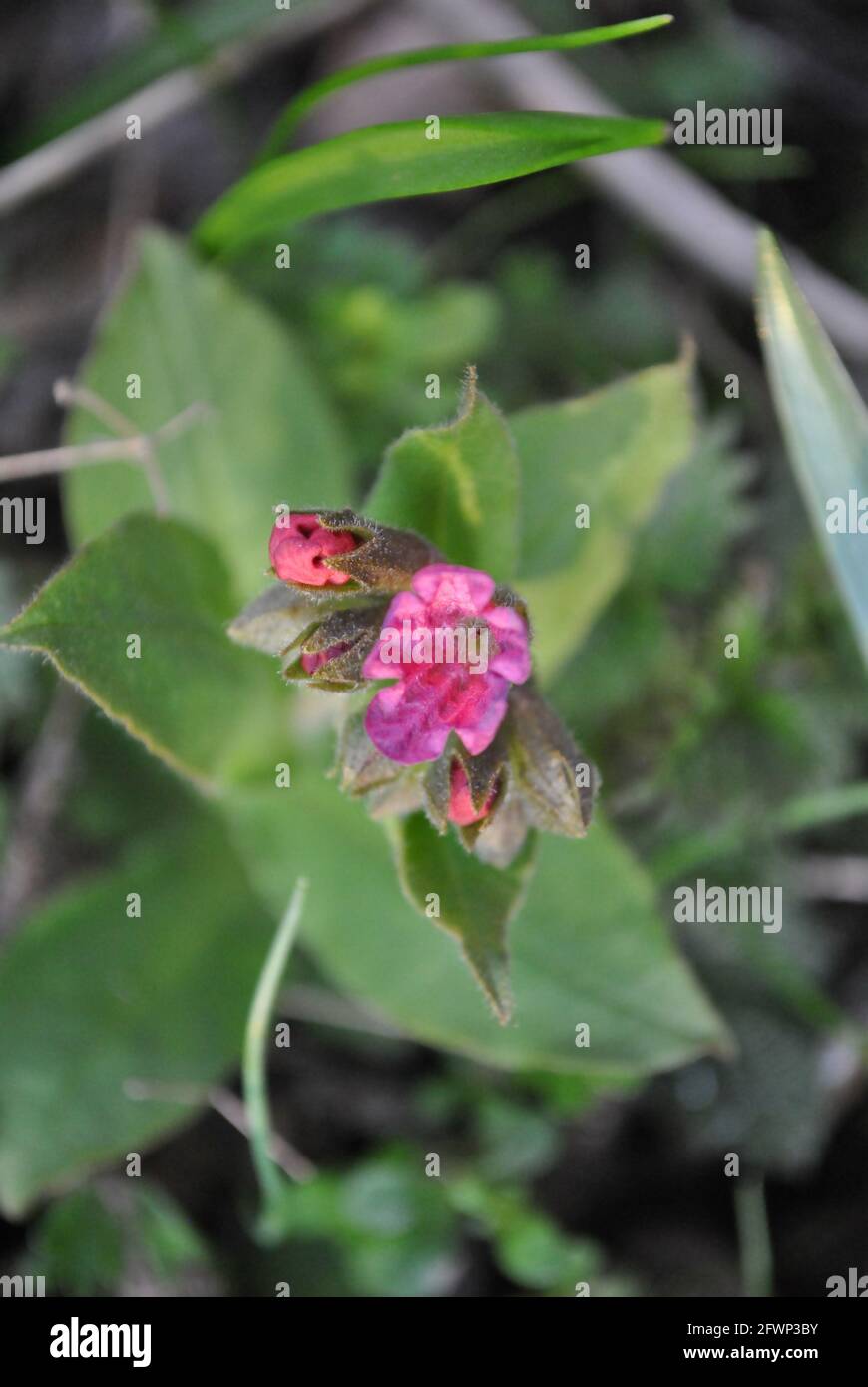 Pulmonaria (lungwort)  soft pink flowers, top view, blurry background Stock Photo