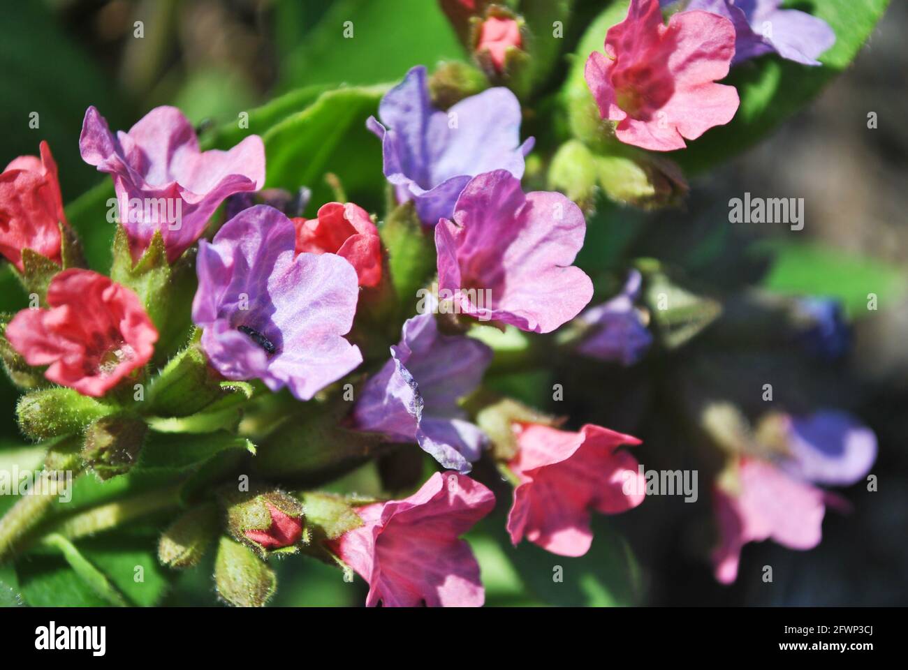 Pulmonaria (lungwort)  soft colorful flowers, top view, blurry background Stock Photo