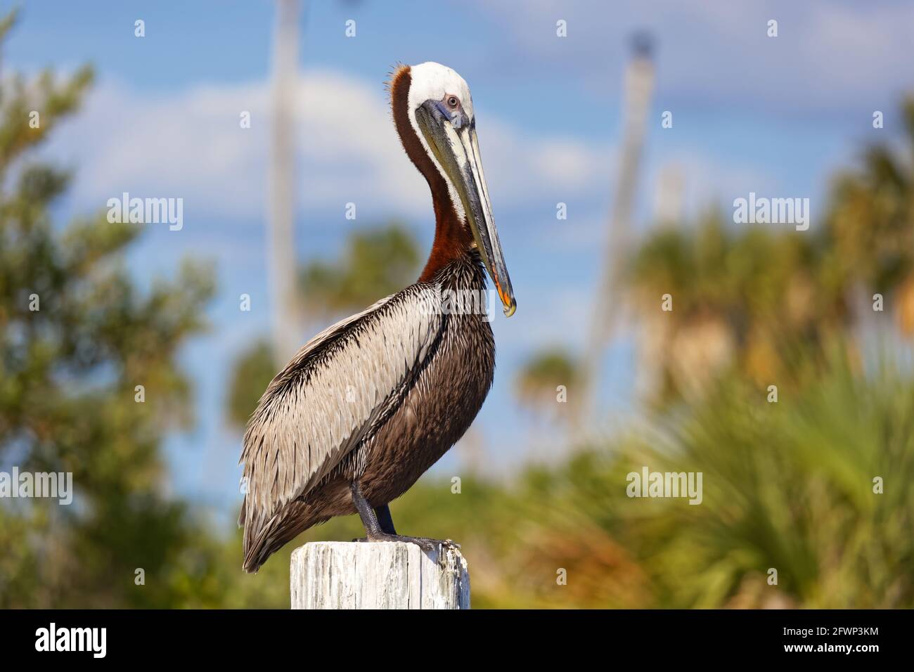A beautiful adult Brown Pelican framed against a Florida sky, with trees gently blurred in the background. Stock Photo