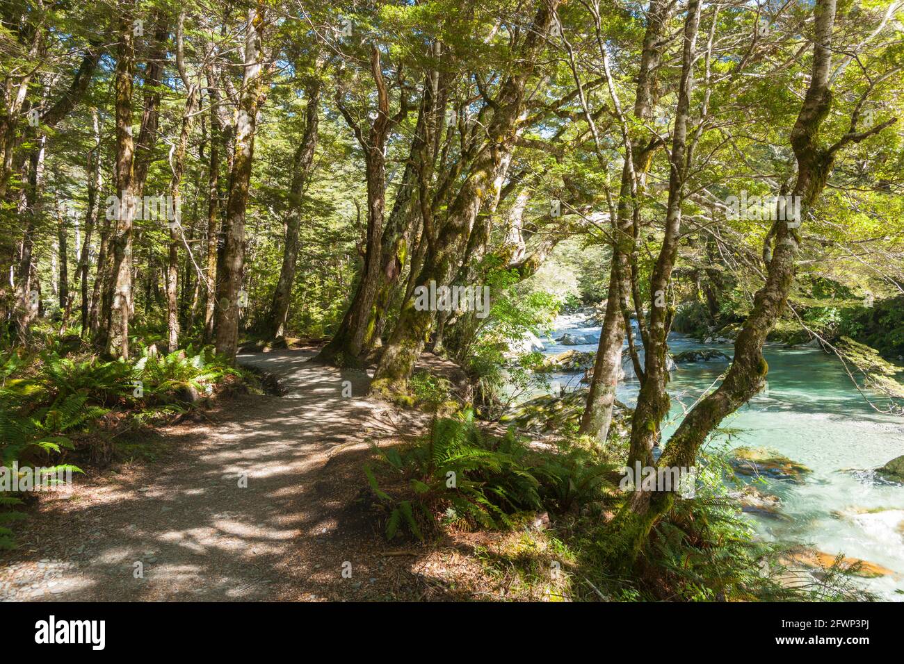 Forest stream flowing over rocky riverbed alongside a shady path under ...