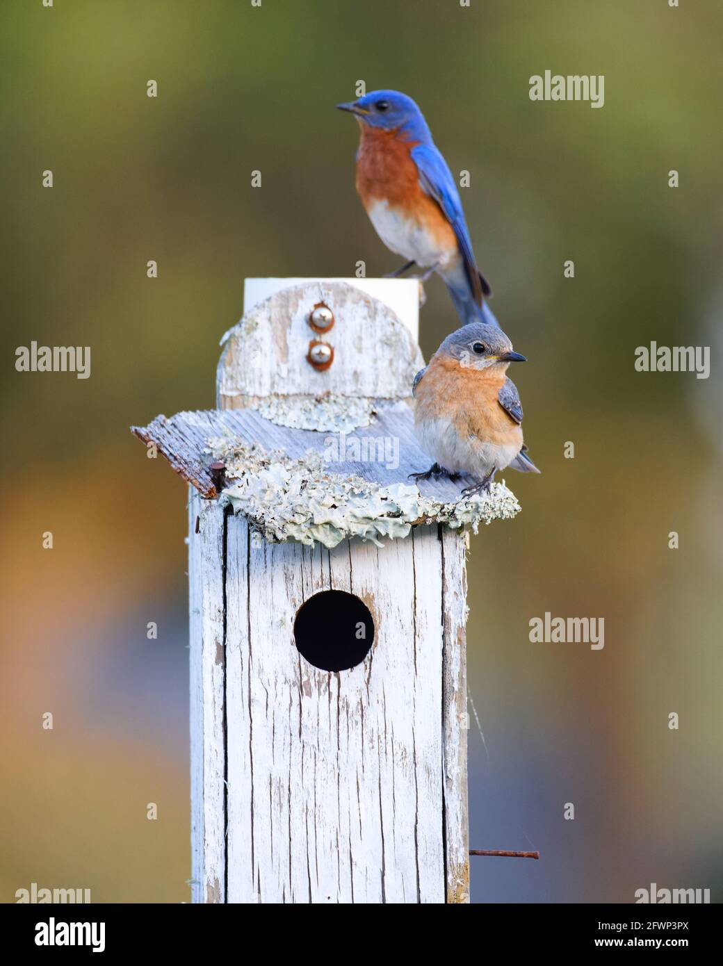 A mated pair of Eastern Bluebirds (Sialia sialis) perched on a lichen-covered bird house containing their recently hatched chicks.  The female (foregr Stock Photo