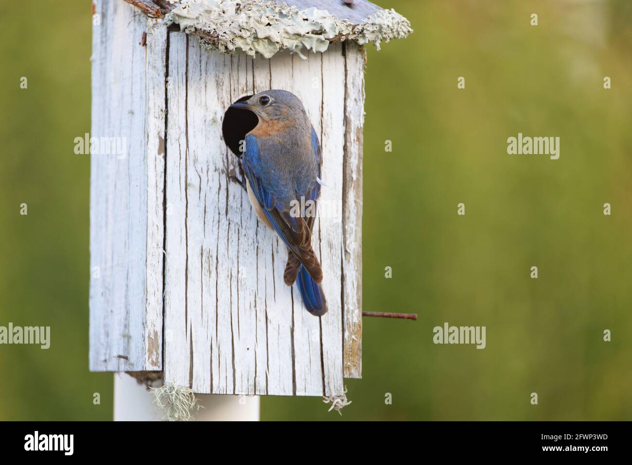 Female Eastern Bluebird (Sialia sialis) perches at the entrance on a bird house containing her recently hatched chicks. Stock Photo