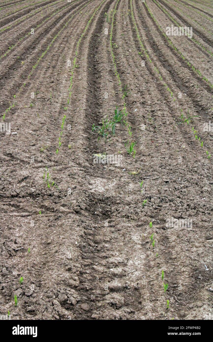 Cultivated soil hi-res stock photography and images - Alamy