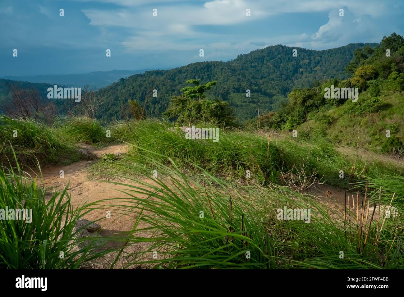 Mountain summer landscape. High hills covered with green grass and