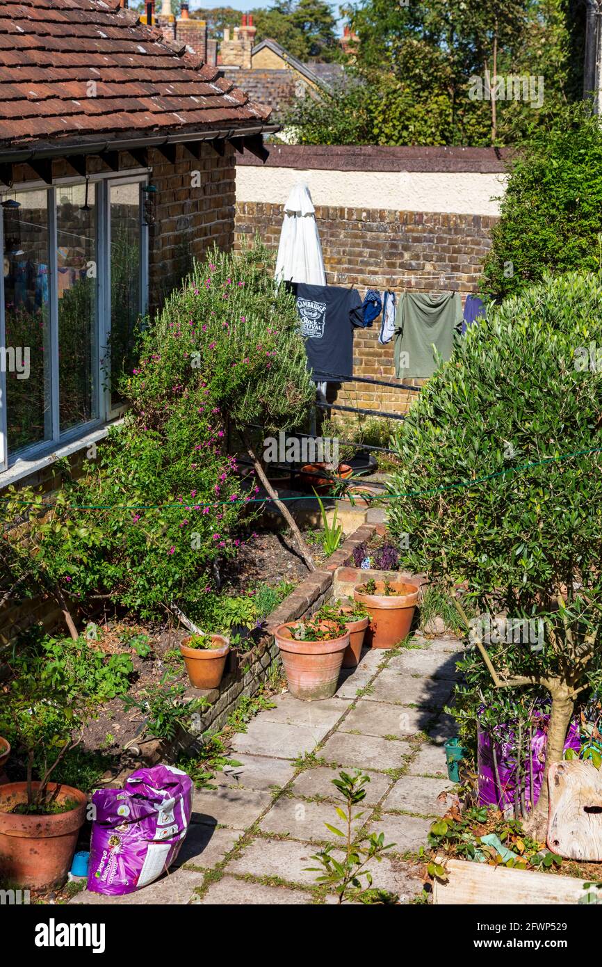 Kent cottage Gardens with path, plant pots and large olive tree with
