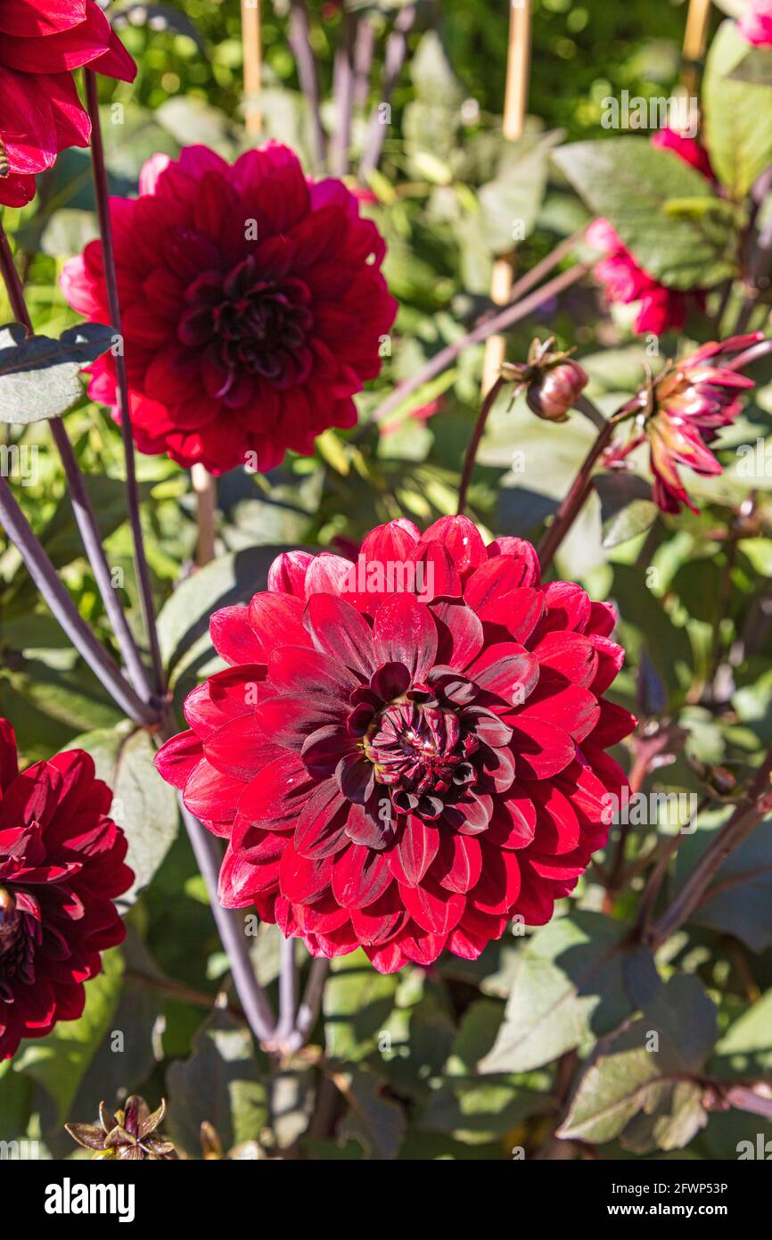 deep red Dahlia in a border at great Dixter Gardens, Northiam, East Sussex, UK Stock Photo