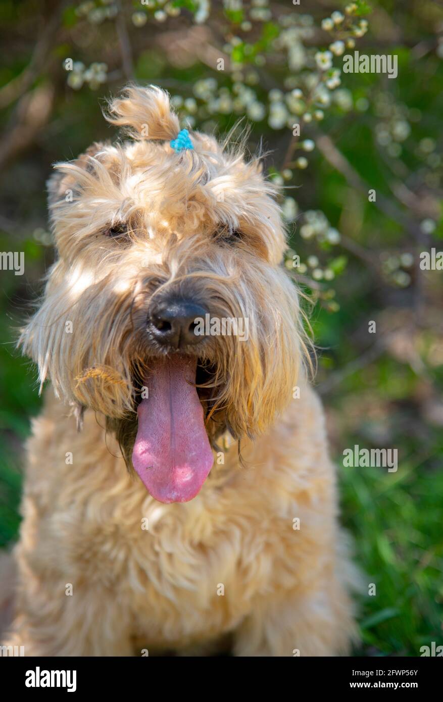 Irish soft coated wheaten terrier. Portrait of a fluffy dog on a background  of cherry blossoms Stock Photo - Alamy