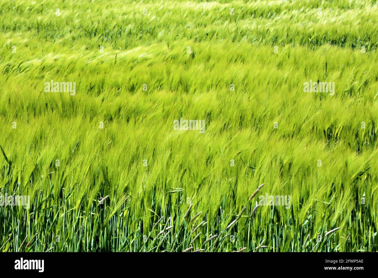 green wheat field Stock Photo