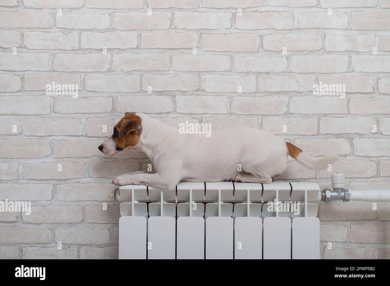 Dog jack russell terrier lies and warms himself on a heating radiator
