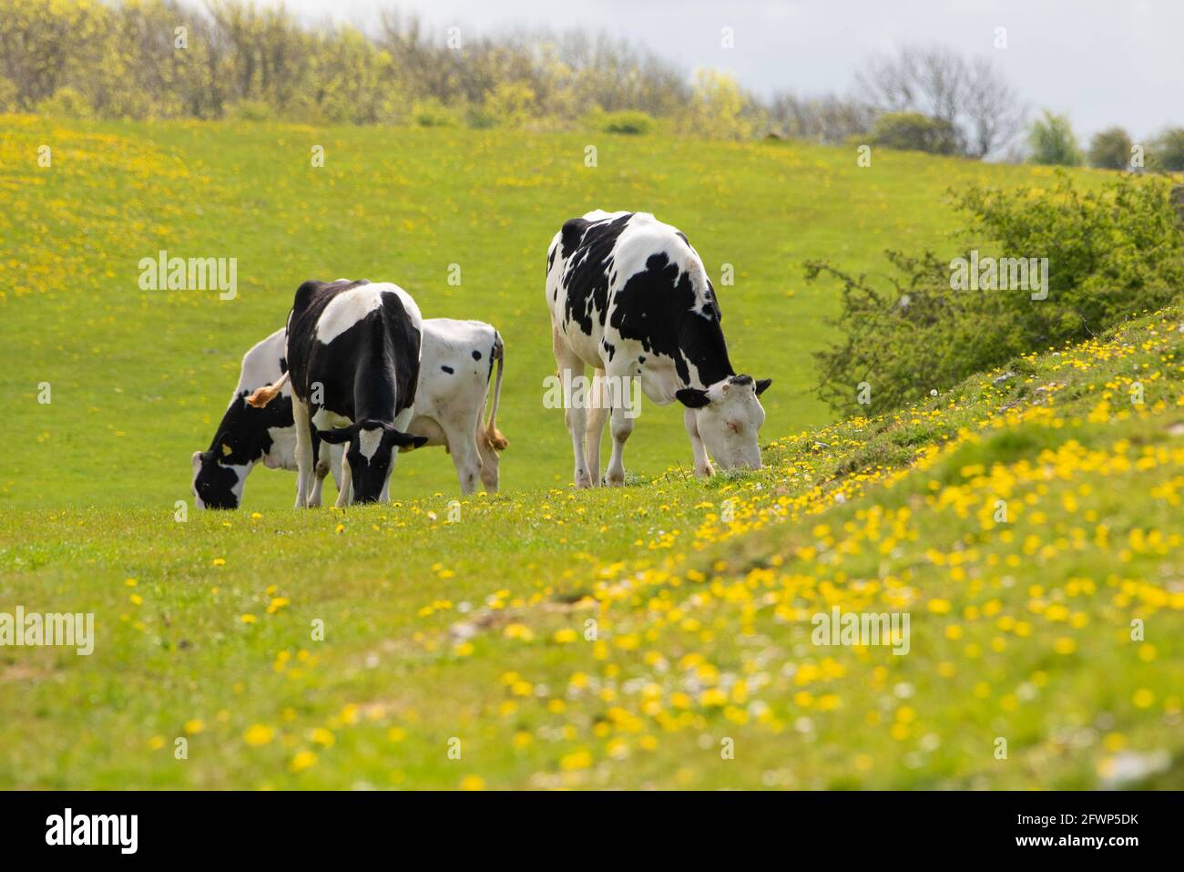 Dairy heifers grazing on Humphrey Head, Allithwaite, Grange-over-Sands, Cumbria. Stock Photo