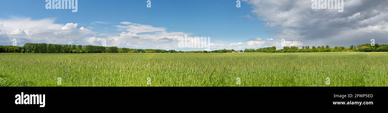 Banner with barley field in Spring with forest far away and blue sky with clouds. Panoramic composition in light green and blue. Stock Photo