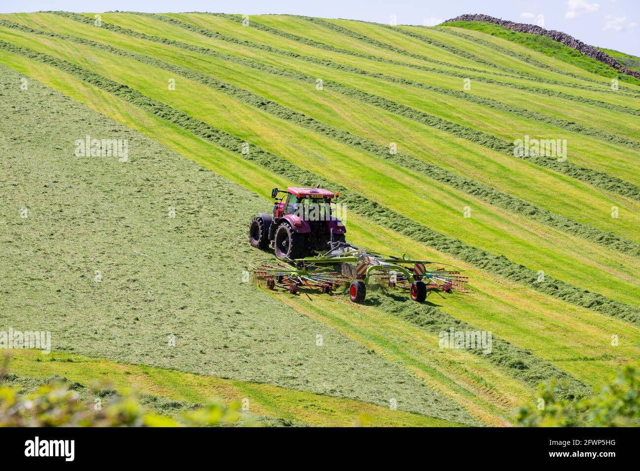 Raking a field of cut grass for silage on a farm, Silverdale, Carnforth