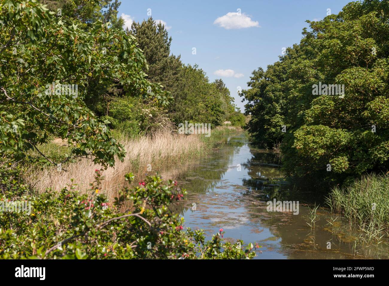 The little River Alver flowing through Alver Valley Country Park, Gosport, Hampshire, UK Stock Photo