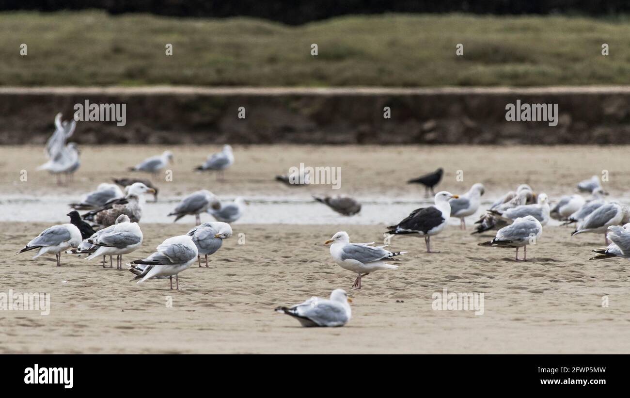 A panoramic image of a mixed flock of Herring Gulls and Great Black backed Gulls gathered at low tide on The Gannel in Newquay in Cornwall. Stock Photo