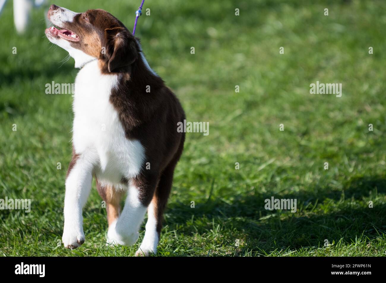 Australian Shepherd in dog show ring Stock Photo Alamy