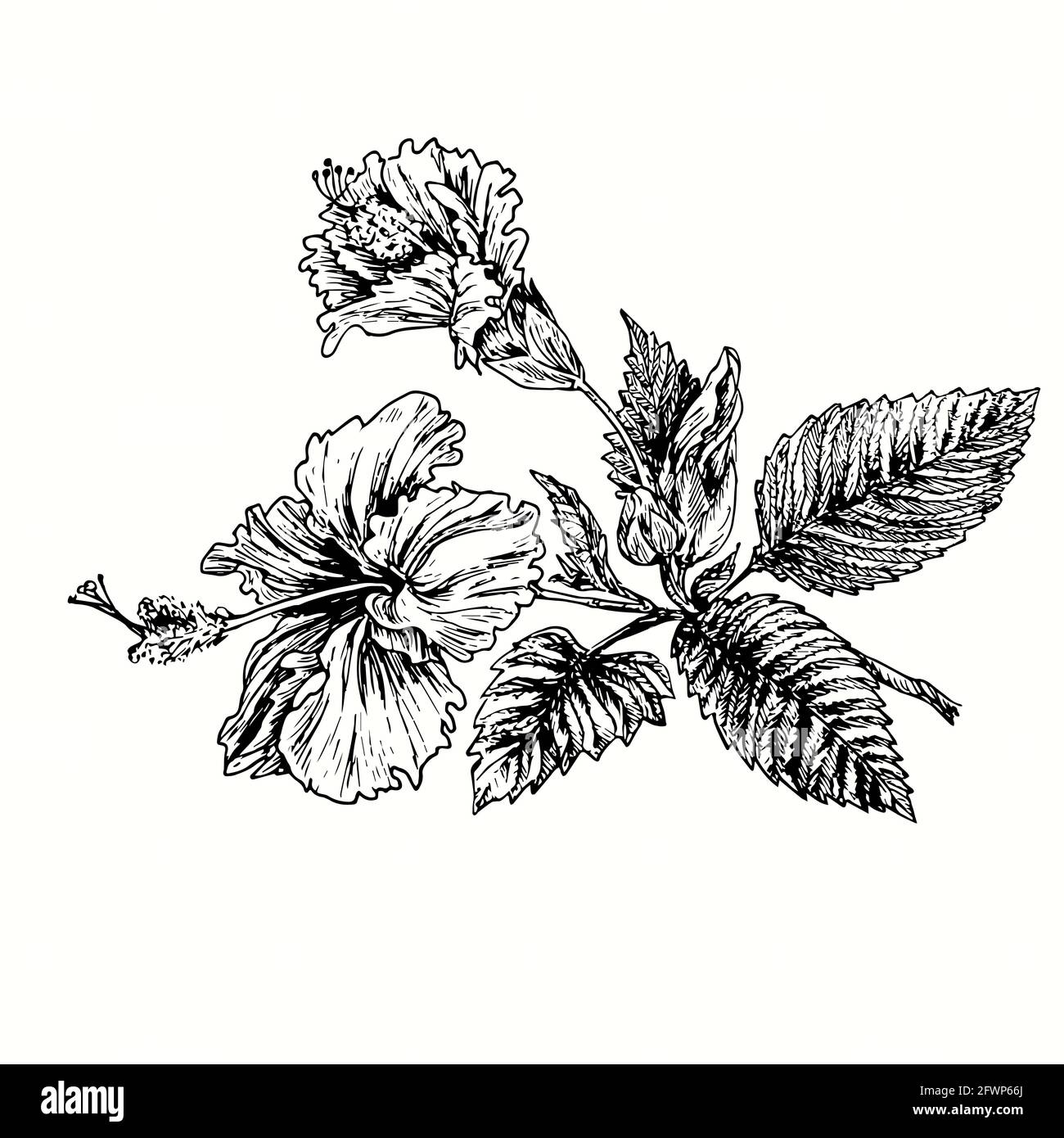 Hibiskus flower branch with flowers and leaves. Ink black and white