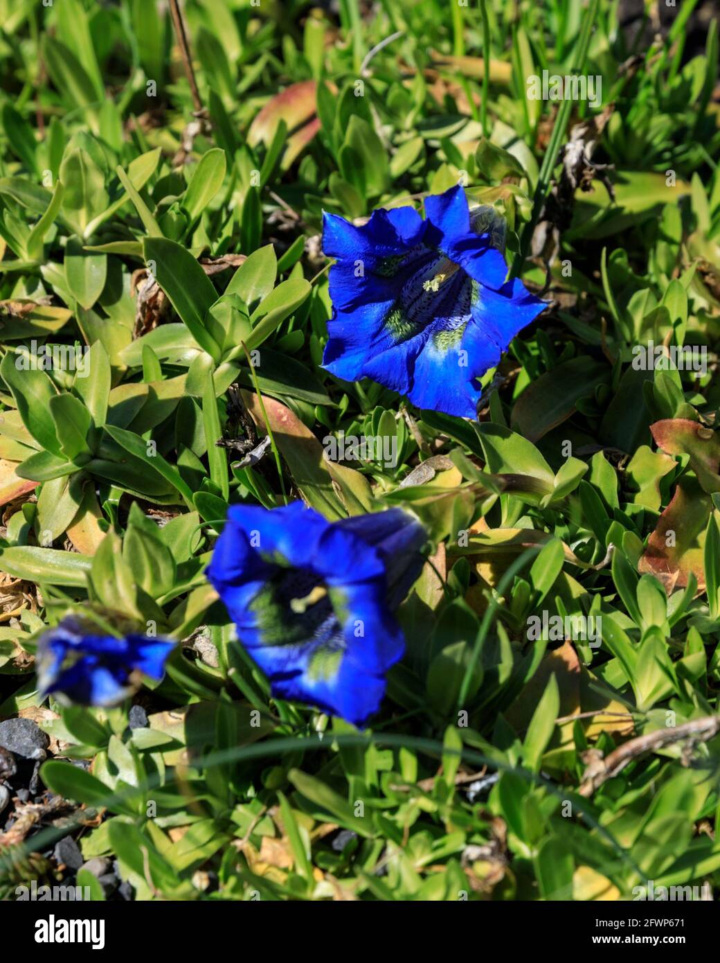 Gentiana angustifolia, known as stemless gentian, short-stemmed gentian or trumpet gentian, blue flowering alpine herb in bloom Stock Photo