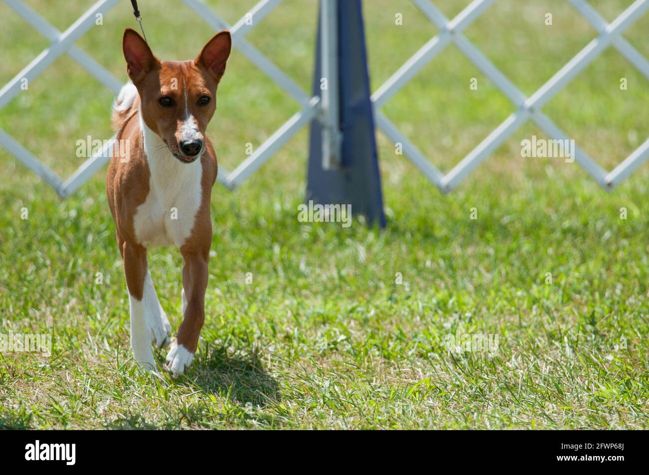Basenji in dog show ring Stock Photo Alamy