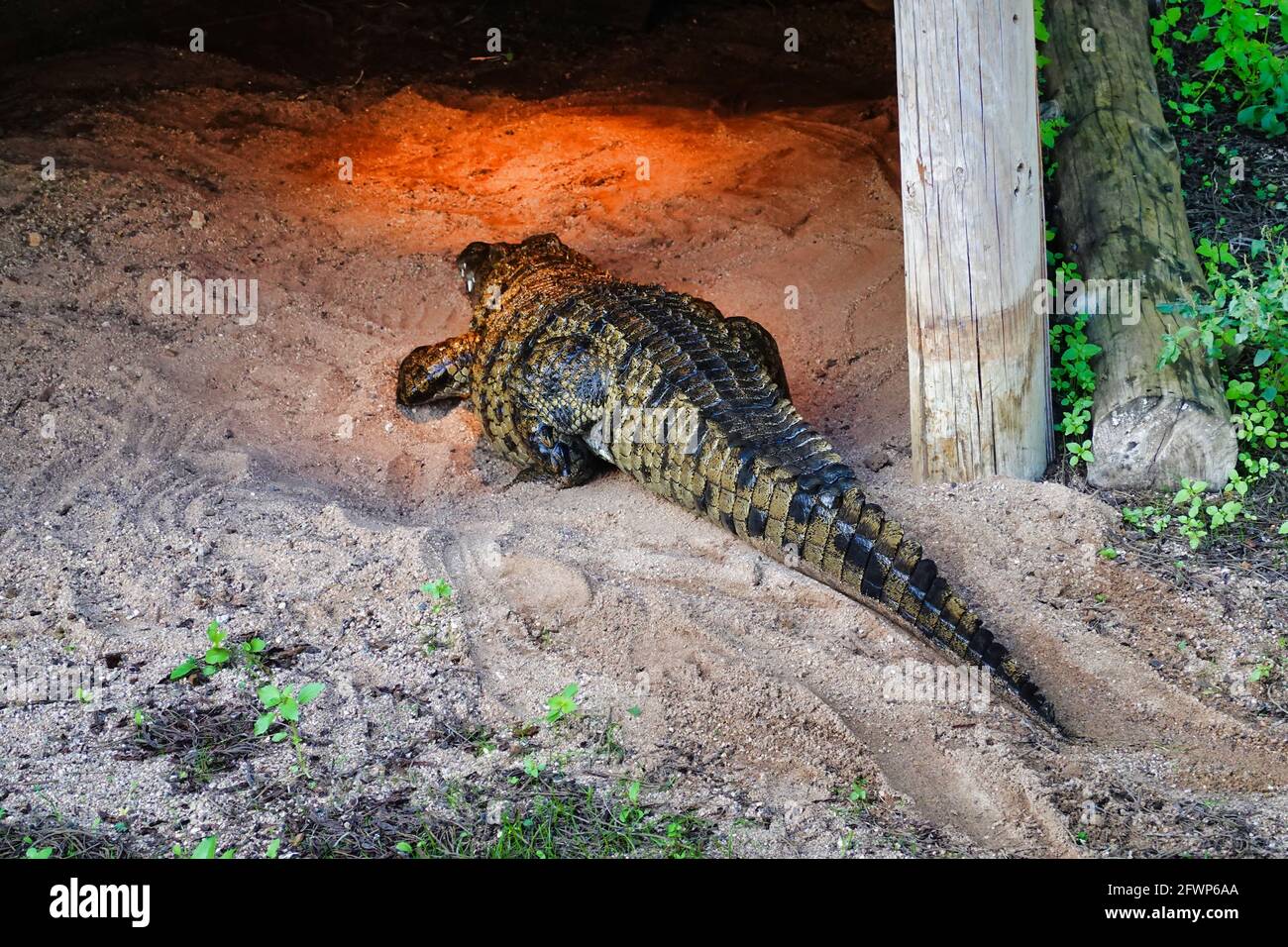 Closeup shot of a crocodile walking into a cave Stock Photo