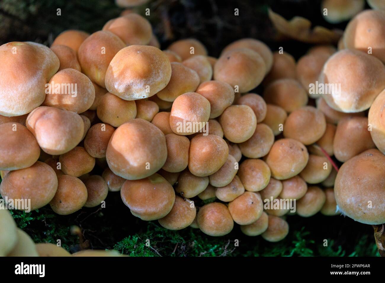 Group of hypholoma lateritium mushrooms, also brick cap, chestnut mushroom,cinnamon cap, brick top, kuritake, in woodland Stock Photo