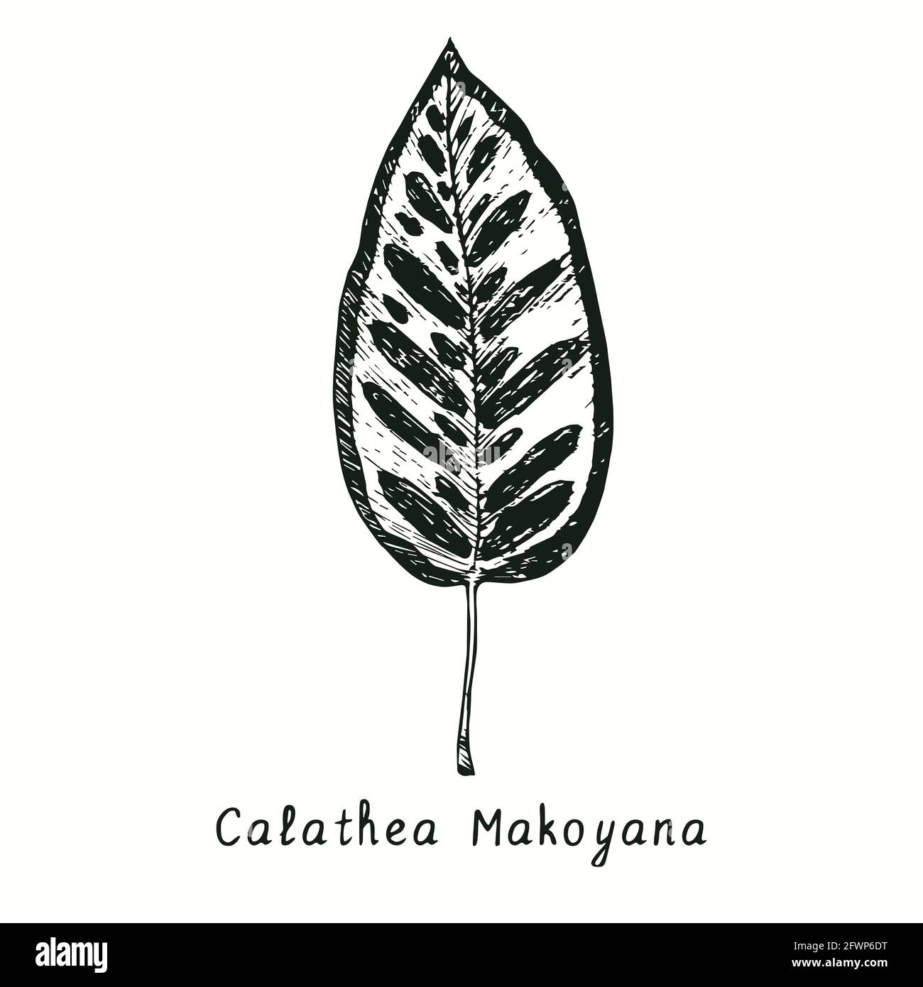 Calathea Makoyana (peacock plant or cathedral windows) leaf. Ink black and white doodle drawing in woodcut style. Stock Photo